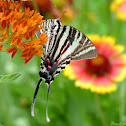 Zebra Swallowtail