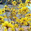 Tabebuia chrysantha