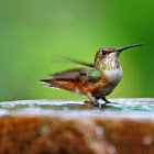 Allen's Hummingbird