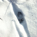 Coyote