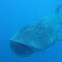 Whale Shark