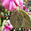 White-angled Sulphur.