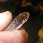 Herald Snake