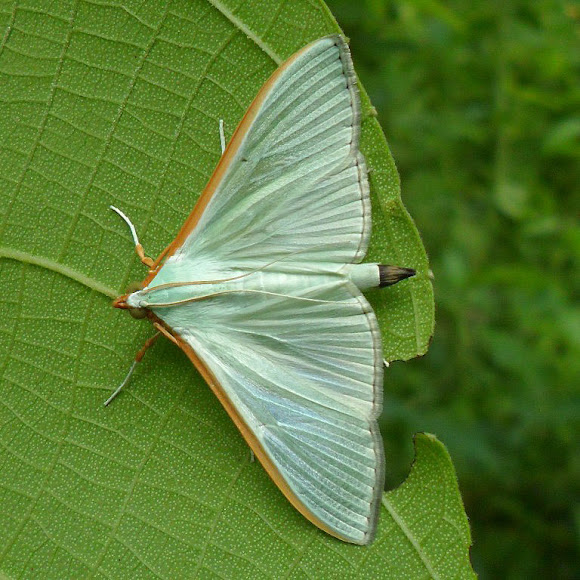 Spotting Image 1