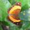Australian Rustic