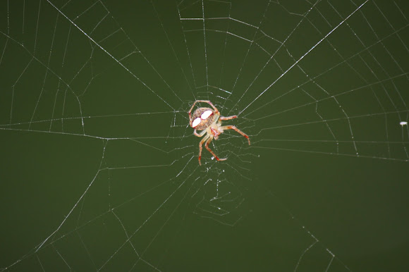 Spotting Image 1