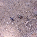 Blue Mud Dauber Wasp