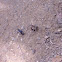 Blue Mud Dauber Wasp