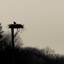 Osprey