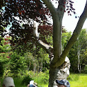 Copper Beech