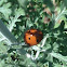 Seven Spotted Ladybug