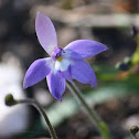 Waxlip Orchid