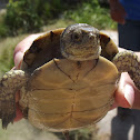 tortuga bisagra