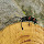 Beetles of Pretoria and Jo'burg