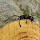 Beetles of Pretoria and Jo'burg