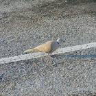 Mourning Dove