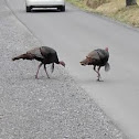 Wild Turkey