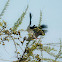 Asian Openbill Stork