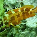 Blacktip grouper