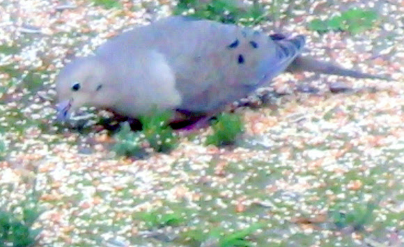 Spotting Image 1