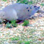 Mourning Dove