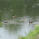 Canada Goose