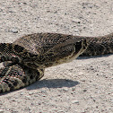 Eastern Diamondback Rattlesnake