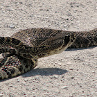 Eastern Diamondback Rattlesnake