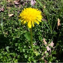 Common Dandelion 
