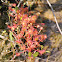 Round-leaf Sundew