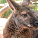 Wallaby