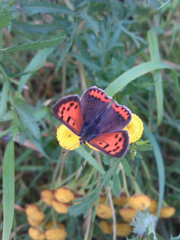 kleine vuurvlinder/Common Copper  (Lycaena phlaeas)