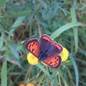 kleine vuurvlinder/Common Copper  (Lycaena phlaeas)