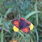 kleine vuurvlinder/Common Copper  (Lycaena phlaeas)