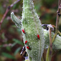 Milkweed Bug