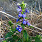 Lobelia