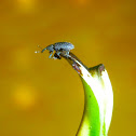 Weevil