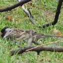 Harris's Sparrow