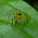 jumping spider