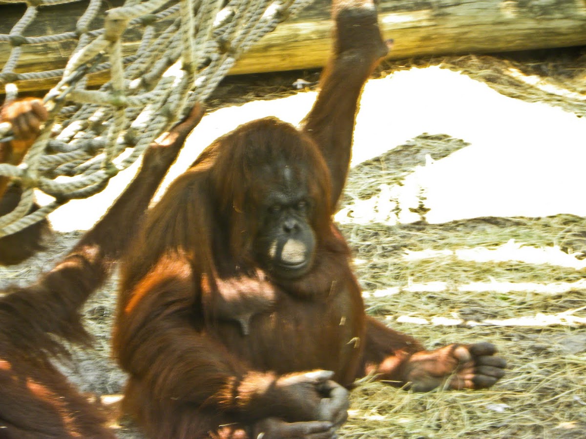orangutan