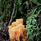 Ramaria stricta or flavigelatinosa?