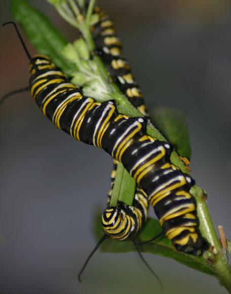 Spotting Image 1