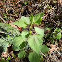 Nettle