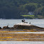 Double Crested Cormorants