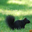 Eastern Grey Squirrel