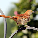 Brown Thrasher