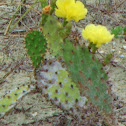 Prickly Pear Cactus