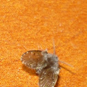 Moth fly