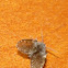 Moth fly