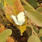 Angolan White Lady Butterfly